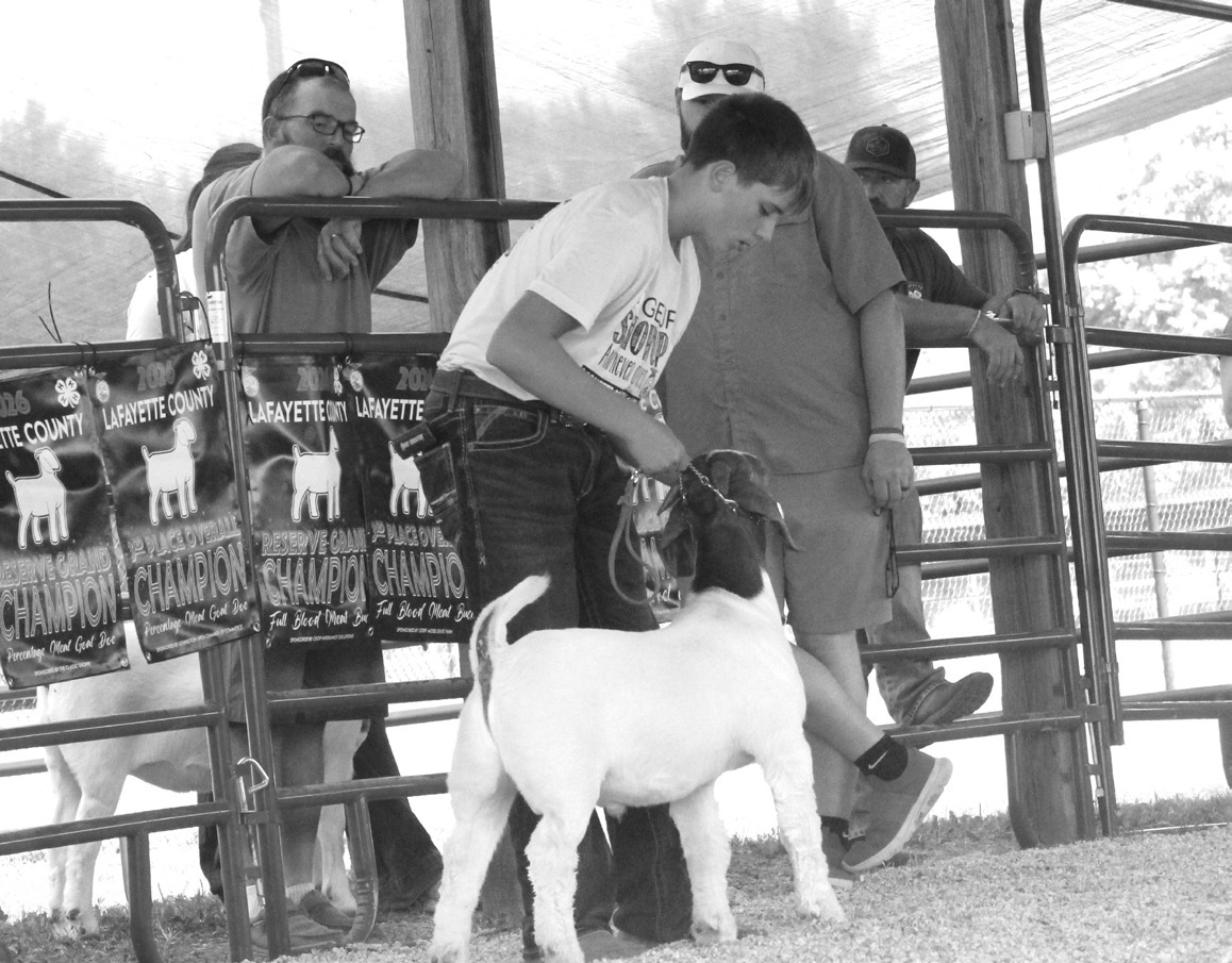 Young 4-H FFA member presenting a dairy goat at the Lafayette County fairground